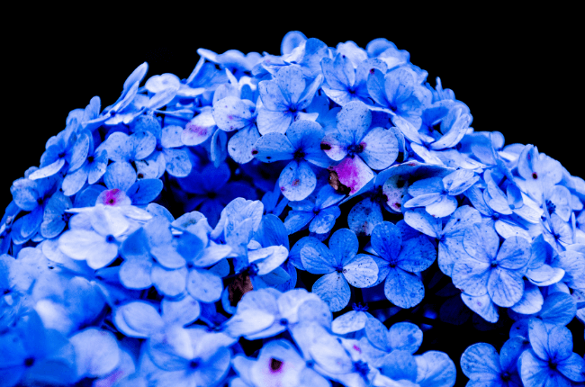 青紫のあじさいの花
