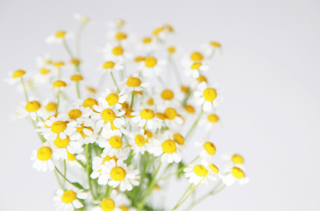 白い可愛い花