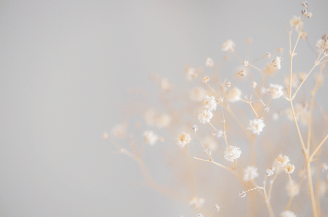 白い小さな素朴な花