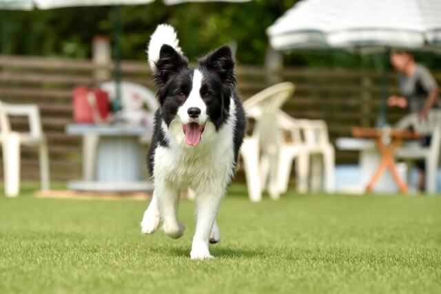 西園寺さんは家事をしないの犬のリキが賢くて可愛い！何犬なの？過去の出演作品は？