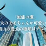 「無能の鷹」犬のモモちゃんが可愛い！鳩山の愛犬の種類はチワワ？