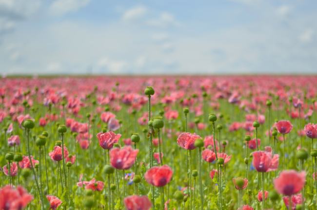 中島瑠菜の出身高校や大学は？家族は？年齢身長体重などプロフィール紹介！