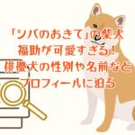 ドラマ「シバのおきて」の柴犬の福助が可愛すぎる！俳優犬の性別や名前などプロフィールに迫る