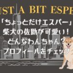 「ちょっとだけエスパー」柴犬の佐助が可愛い！どんなわんちゃん？プロフィールや出演作品をチェック