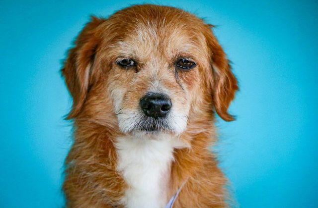 川口春奈の顔の大きさを検証!顔がでかい女優ランキング何位?顔タイプまで徹底解説