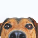 川口春奈の顔の大きさを検証！顔がでかい女優ランキングで何位？顔タイプまで徹底解説