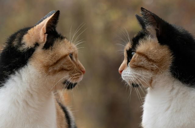 川口春奈の顔の大きさを検証!顔がでかい女優ランキング何位?顔タイプまで徹底解説