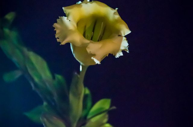 川口春奈はハーフって本当？出身や両親、実家についてを徹底調査