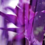 川口春奈はハーフって本当？出身や両親、実家についてを徹底調査