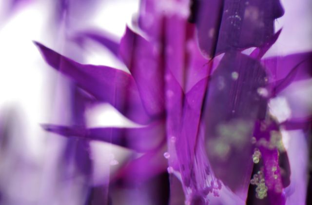 川口春奈はハーフって本当？出身や両親、実家についてを徹底調査